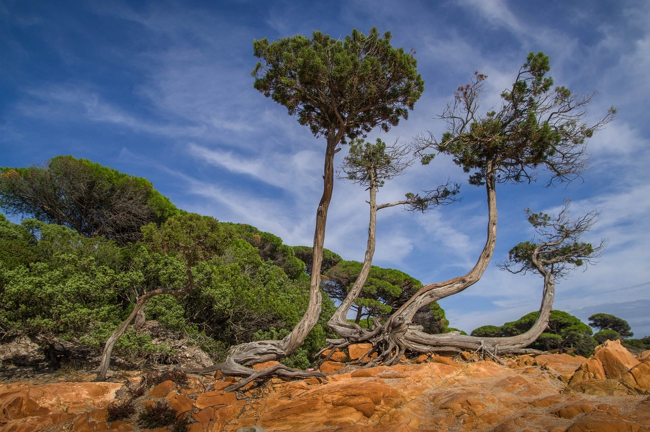 Image Corse